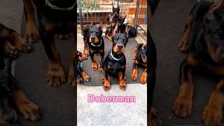 Discover the Remarkable Doberman Pinscher‍ | A Dog Lover's Introduction |#shorts #doberman #viral