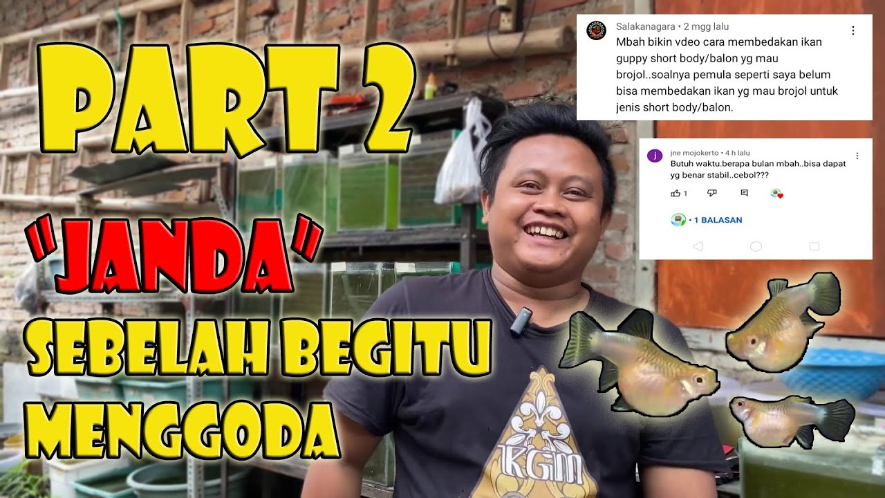 Menjawab semua pertanyaan subscriber Part 2 | membedekan ikan guppy hamil dan mau beranak