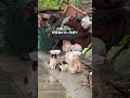 日本一野良猫が多い場所 thumbnail