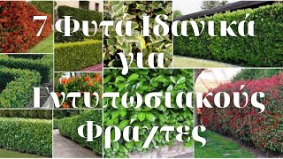 🌲🌳7 Φυτά Ιδανικά για Εντυπωσιακούς Φράχτες - the gardener