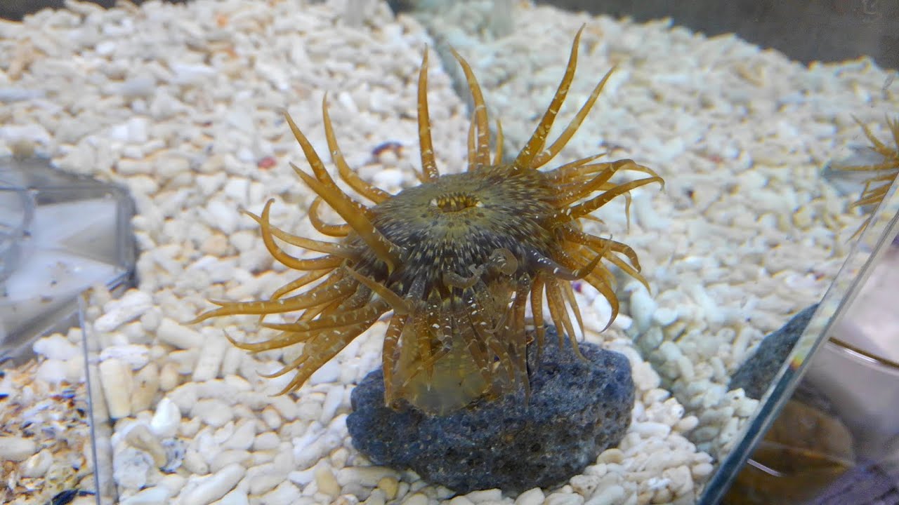 イシワケイソギンチャク Gyractis Japonica Sensu 浦安水辺の生き物図鑑 Youtube