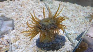 イシワケイソギンチャク Gyractis Japonica Sensu 浦安水辺の生き物図鑑 Youtube