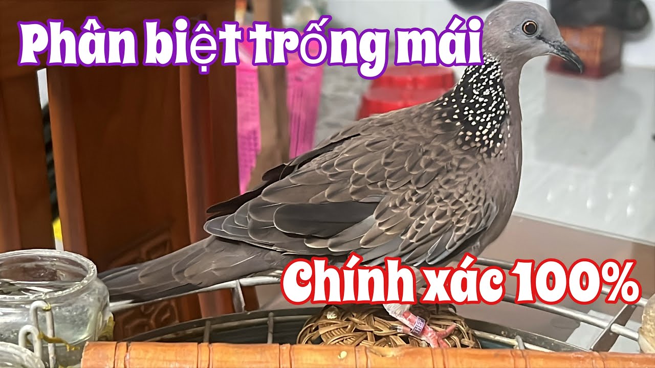 Phân biệt chim cu gáy trống mái chuẩn 100%, anh bảy thép