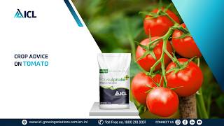 ICL Crop Advice | Mr. Rajesh.S.R | Tomato | Kannada | ICL India