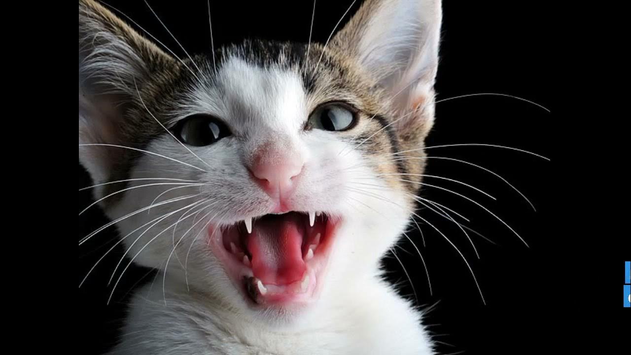 Живой звук котят. Кот мяукает. Кричащий кот. Звук кошки. Звук мяуканья кота.