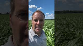 No-till v. Tillage sorghum