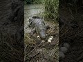 Mother Crocodile Protects Her Babies 🐊🥚