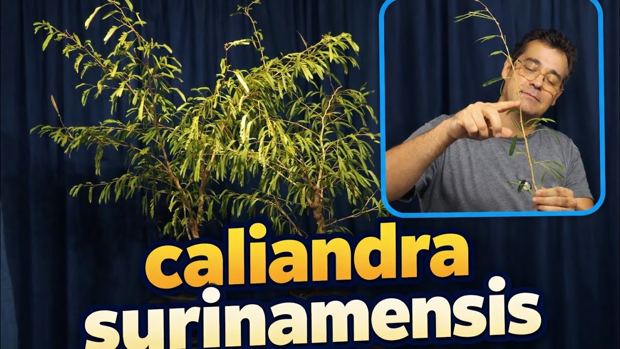 Como diminuir os entrenos caliandra surinamesis