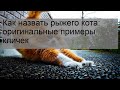 Как назвать рыжего кота: оригинальные примеры кличек