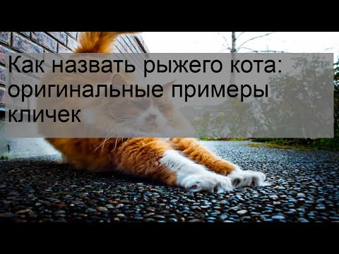 Как назвать рыжего кота: оригинальные примеры кличек