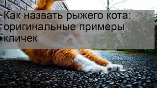 Как назвать рыжего кота: оригинальные примеры кличек