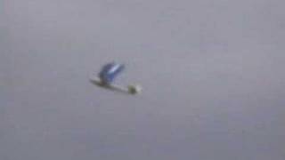 Ornithopter #5
