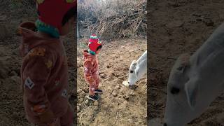 Unlikely Friends A Calf And A Den Retriever Share Biscuits