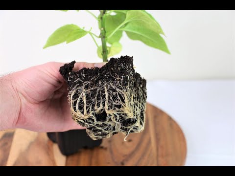 Video: Creșterea rădăcinilor sănătoase: sfaturi pentru identificarea rădăcinilor sănătoase în plante