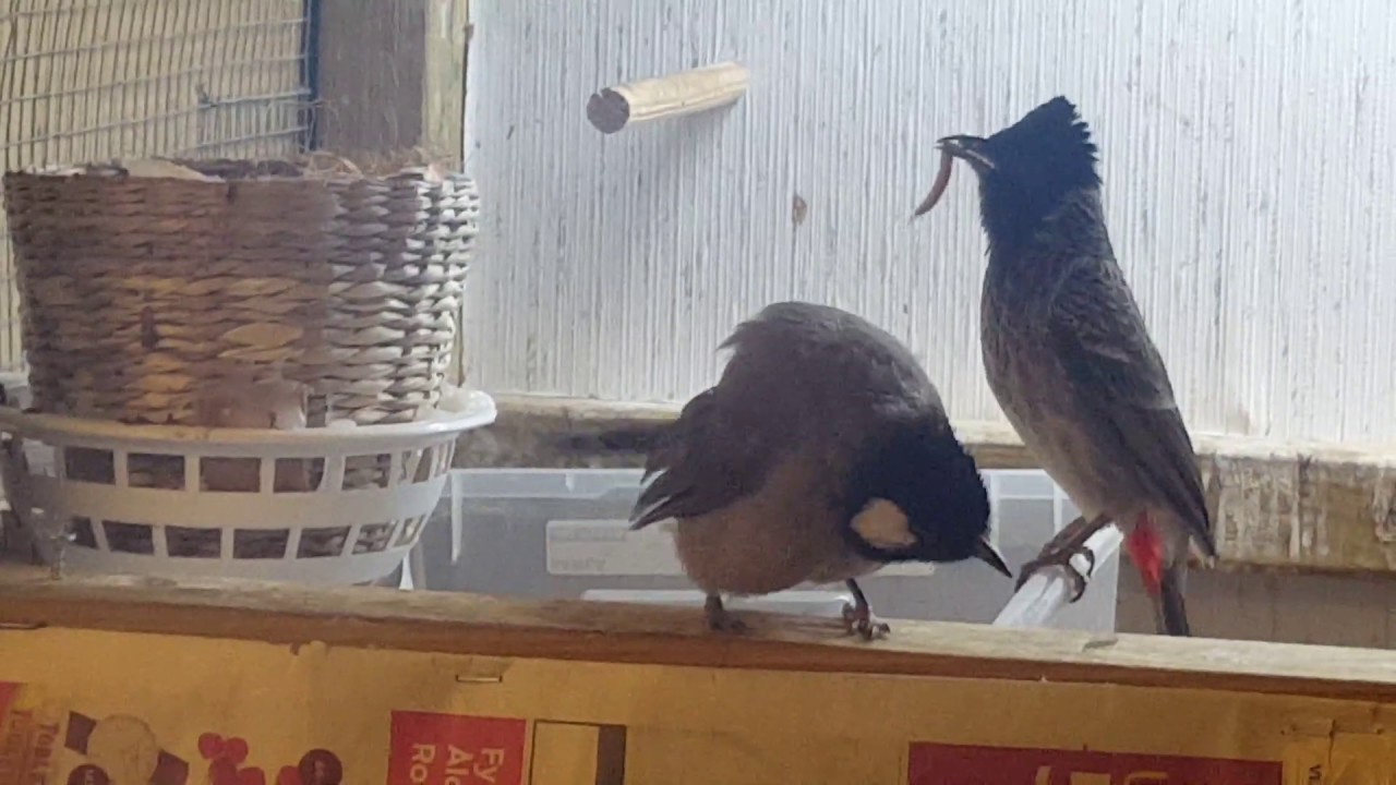 انتاج البلابل موسم 2019 . الشهر التاسع وعراك البلبل مع الايد  Vented Bulbul     pycnonotus