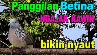 Perkutut betina memanggil jantan pasti manjur buat pancingan