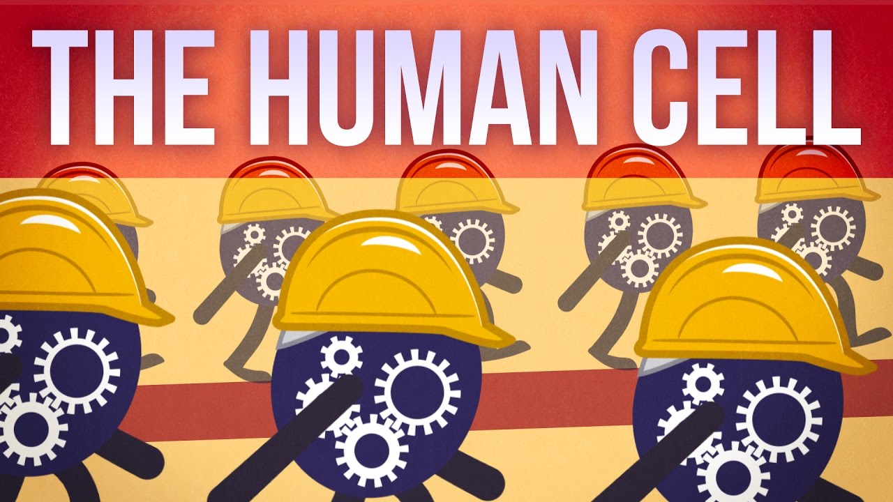 The Human Cell - YouTube