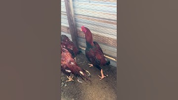 Qaib Thai drummer #rooster #thairooster #chicken #qaibthai #qaib