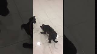 Video 152836Staffy With Suspect L2-Hga Condition Part 3