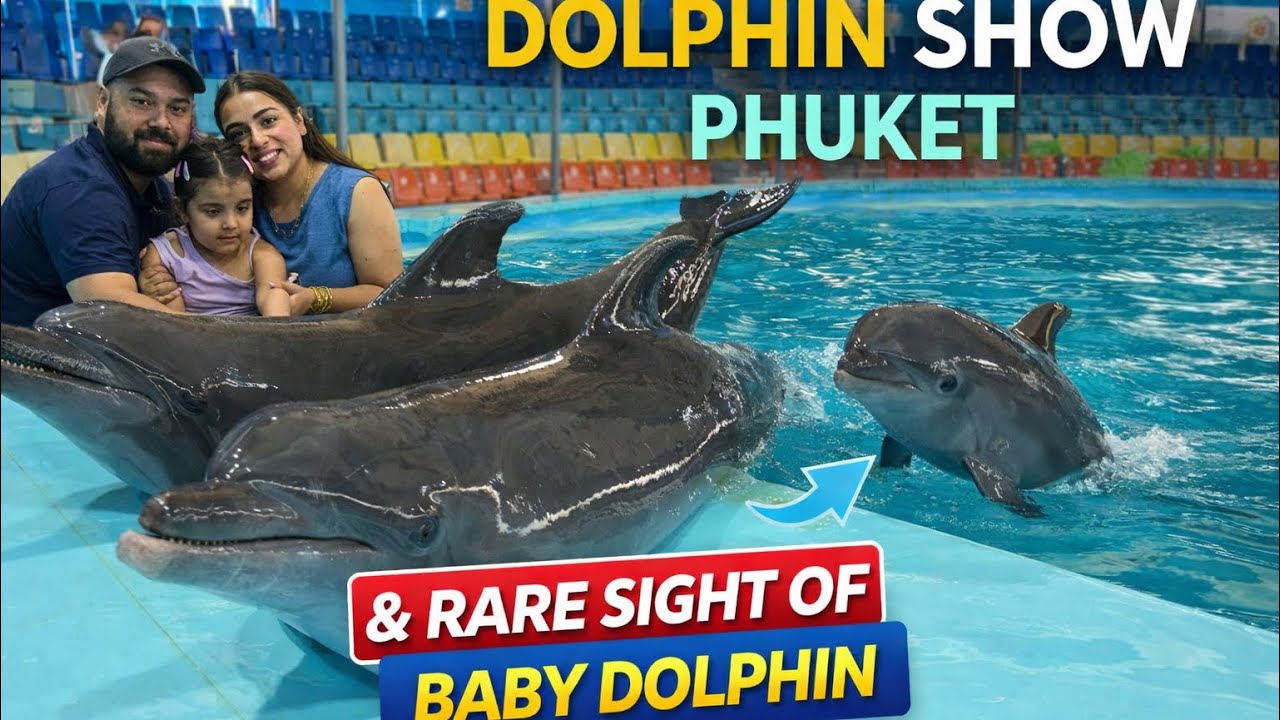 Encounter with Rare Baby Dolphin At Dolphin Show in Phuket | Day 3