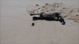 - Tavira Algarve Portugal With A Crab