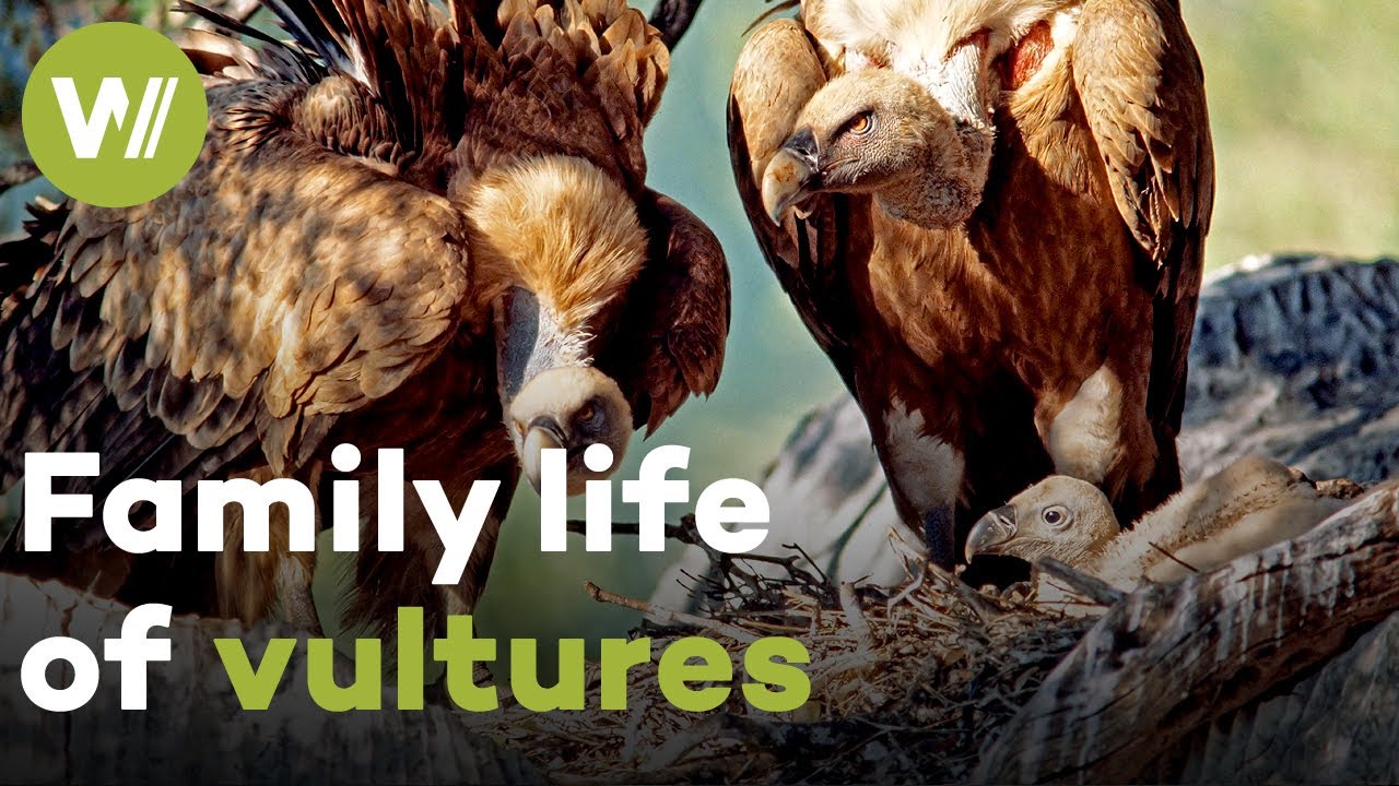 Vultures lovingly care for their young and later feast upon a dead cow