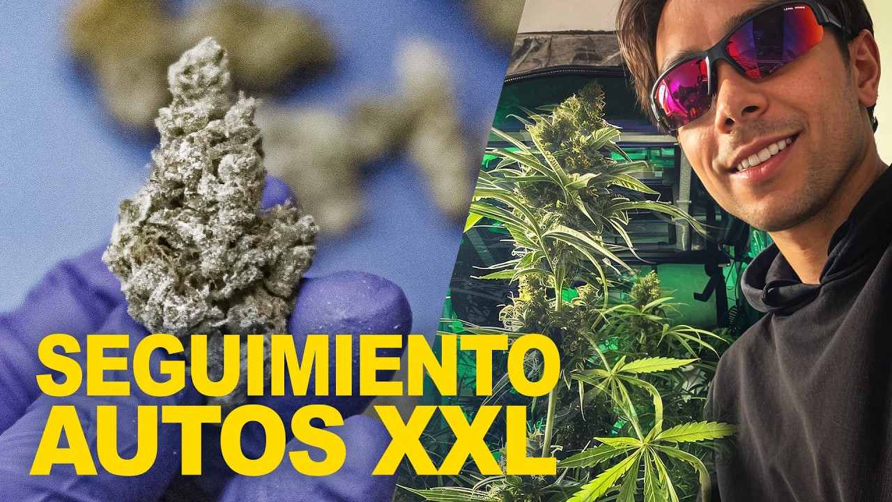 Cultivé Automáticas en Interior: Sweet Seeds® con Mills Nutrients