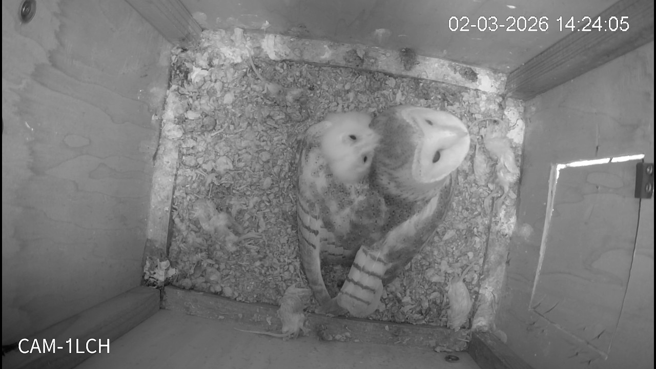 Nacen los primeros polluelos de lechuza del programa de conservación de la Fundación BIOPARC