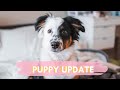 MINI AUSSIE 6 MONTH PUPPY UPDATE | tricks, potty training and more!