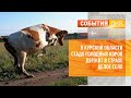 В Курской области стадо голодных коров держит в страхе целое село