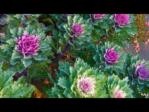 Gardening种菜 花卉套种现在做 四季花开看此时 请听李老师细说花卉蔬菜的套种 Youtube