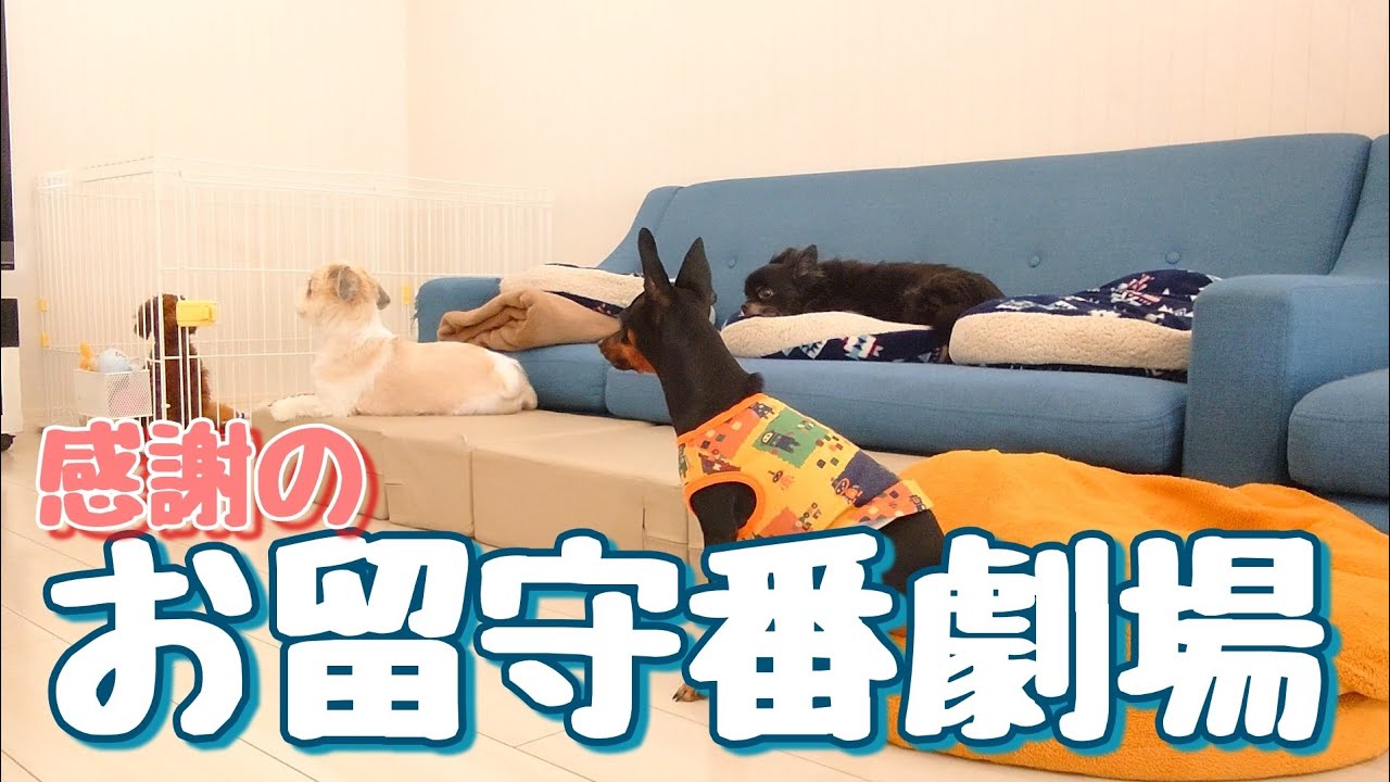 多頭飼いお留守番 子犬を心配する先住犬 第44話 先住犬と子犬の暮らし 多頭飼い チワワ シーズー ミニチュアピンシャー トイプードルパピー Youtube