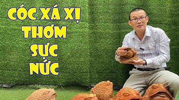 Chọn cóc để mộc hay sơn PU? Mấy cụ cóc gỗ xá xị đẹp