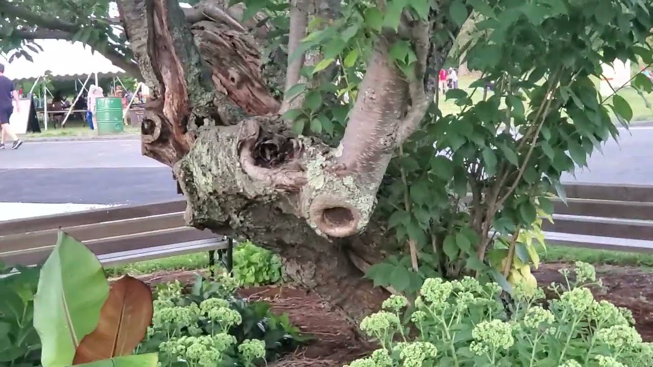 America's Oldest Rose Garden In Connecticut🌹                      