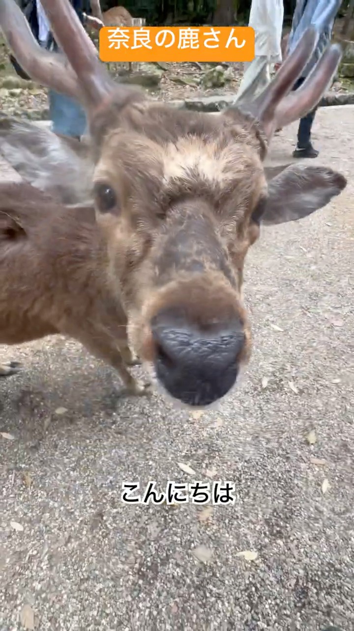 鹿さんチューブ #お鹿つ #推鹿つ #ぶっちゃん #おせんべいどうぞ #奈良