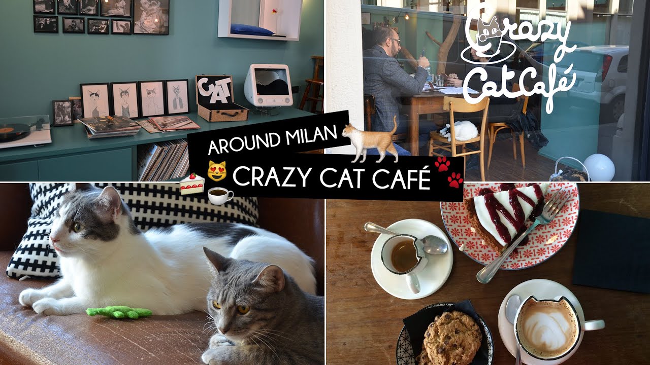 Around Milan Crazy  Cat  Caf  Kiki Tales YouTube