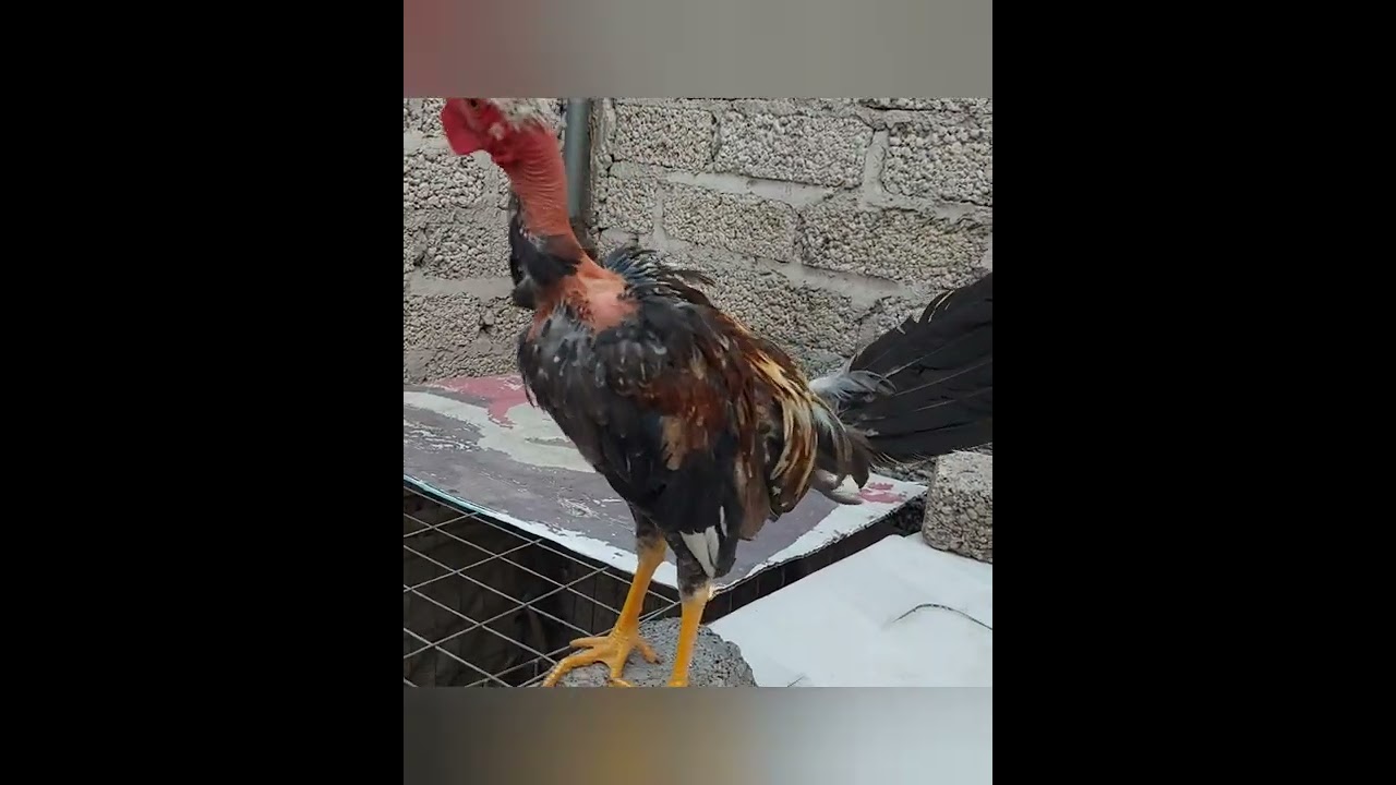 gallo giro buche pelon o careoco patas amarillas YouTube
