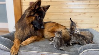 German Shepherd Shares His Bed with Tiny Kittens