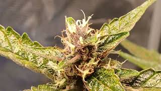 Purple Lemonade Auto fastbuds genetics