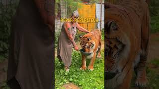 Les tigres sous la canicule ? #tiger #lion #normandie #canicule