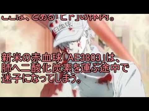 【赤血球の素顔！】ネタバレ！【はたらく細胞】赤血球が犯してしまった禁忌とは？