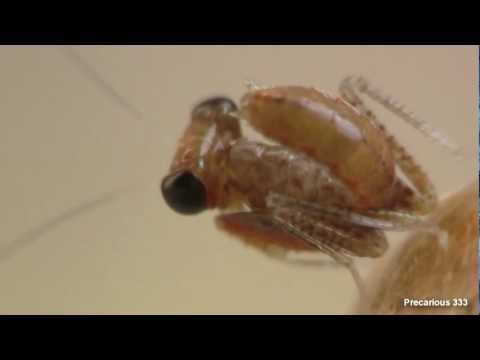 Purple Boxer - fresh hatched nymphs
