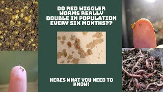 Do Red Wiggler Worms Really Double In Population Every Six Weeks???