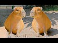 The capybara song official music 