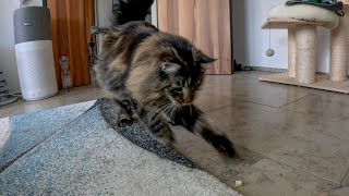 My Cats' Favorite Hunting Game | Norwegian Forest Cats