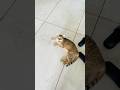 Nai nai kregi minku 🫣🧿 #trending #cat #animallife #viralvideo #pets #youtubeshorts