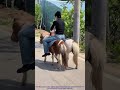 Clever Hack to Mount a Mini Pony (Too Cute!)