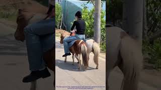 Clever Hack to Mount a Mini Pony (Too Cute!)