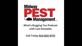 German Roaches Are a Problem in Kansas City