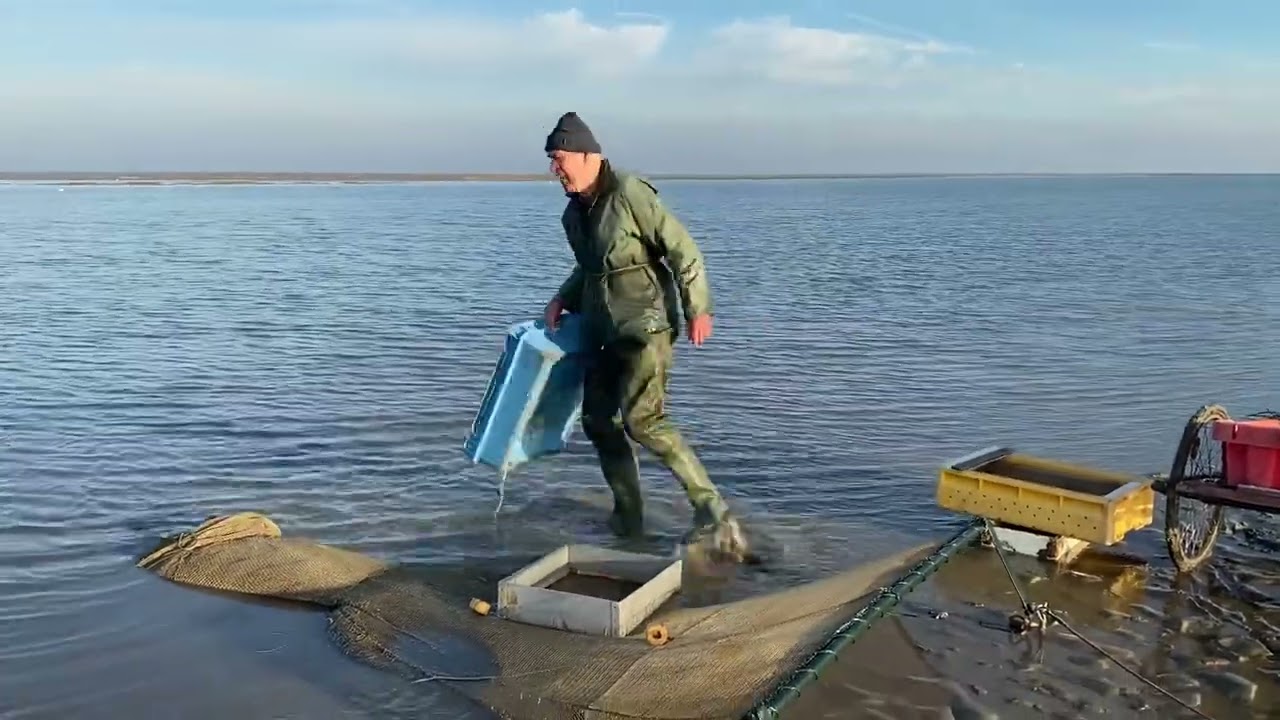 Krabbenfischer im Sahlenburger Loch